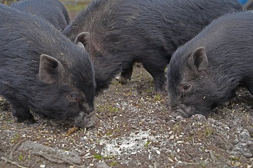 1 jaar oude minivarkens in de tuin