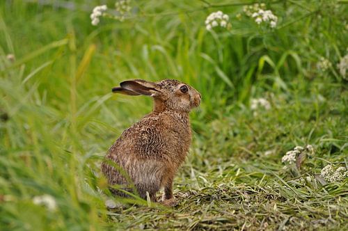 Haas in het groen
