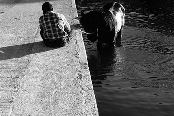 Paard afkoelen. van M. van Oostrum