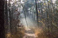 La lumière du soleil dans la forêt