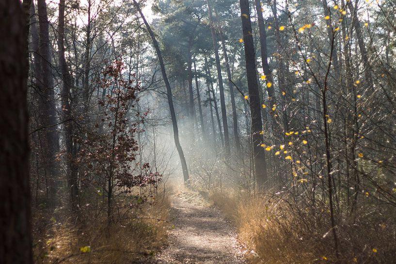 La lumière du soleil dans la forêt par Joost Winkens