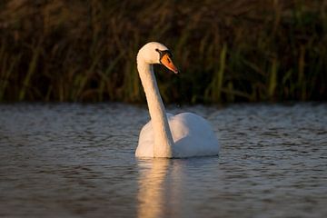 Zwaan by Ronald Wilfred Jansen