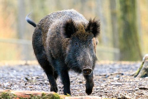 Wild zwijn (sus scrofa)