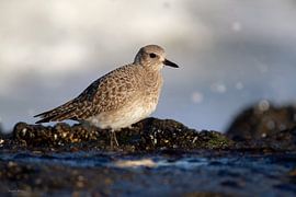 Silver Plover by Ruben Evers
