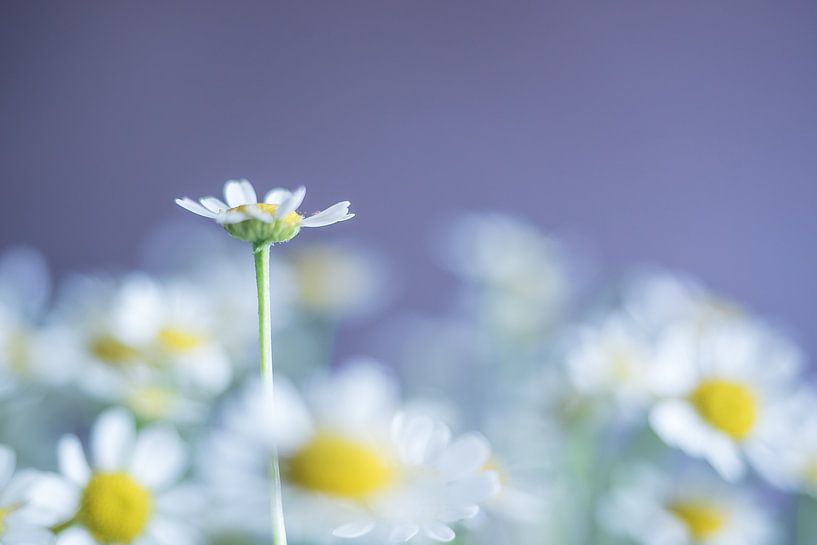 chamomile by Mariska Vereijken