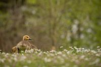 "I'm watching you!", radiates Canada goose youngster.