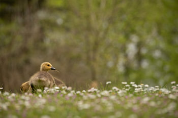 "I'm watching you!", radiates Canada goose youngster.