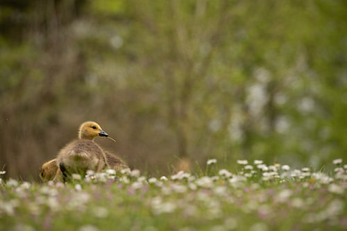 "I'm watching you!", radiates Canada goose youngster.