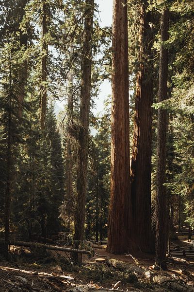 Amérique - Rayons de soleil à travers la forêt du parc national de Sequoia | Californie, États-Unis par Sanne Dost