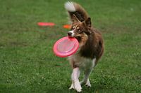 Hond met roze frisbee