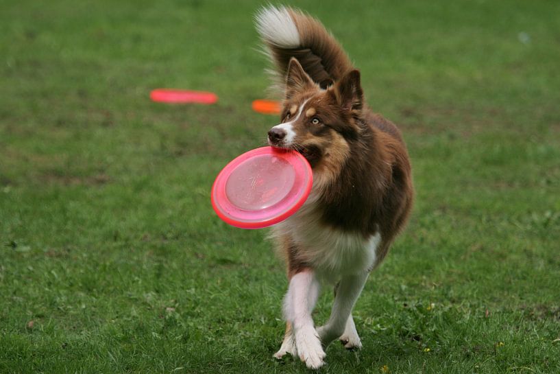 Hond met roze frisbee van Renate Peppenster