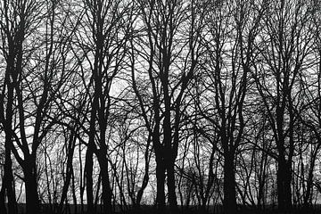 bomen zwart-wit van appie bonis