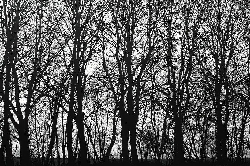 trees in black and white by appie bonis