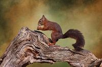 Eichhörnchen im Wald.