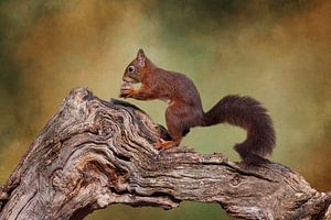 Eichhörnchen im Wald.