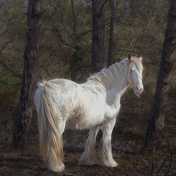...het witte paard van Nienke Bot