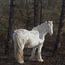 Friesian horse