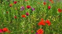 Mohnblumenwiese in Schottland von Babetts Bildergalerie Miniaturansicht