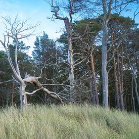 Trees on the beach of the Baltic Sea. Small forest by Martin Köbsch