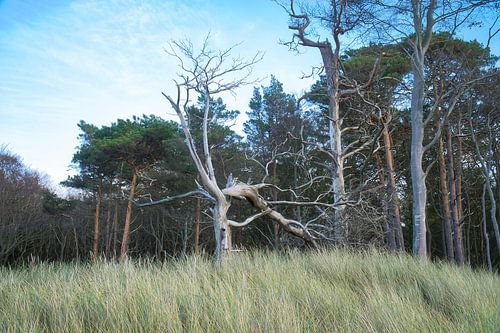 Bomen op het strand van de Baltische Zee. Klein bos