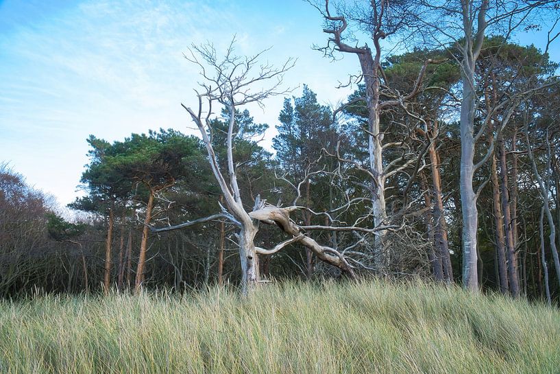 Trees on the beach of the Baltic Sea. Small forest by Martin Köbsch
