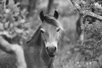 Portret van een wild paard van WeVaFotografie
