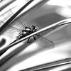 close up van een libelle van MirjamCornelissen - Fotografie