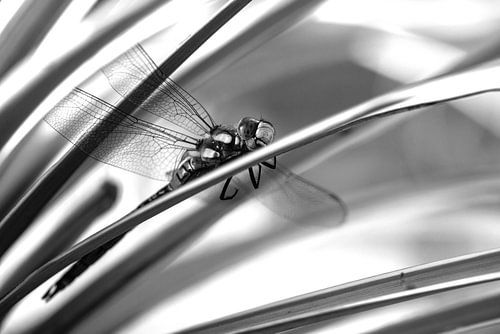 close up van een libelle