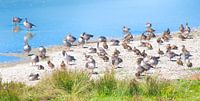 Ducks by the water