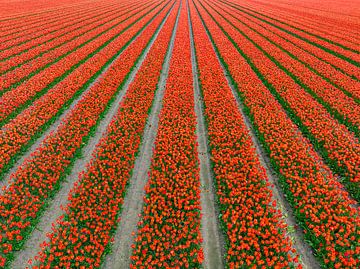Rode tulpen in lange rijen in een veld in de lente