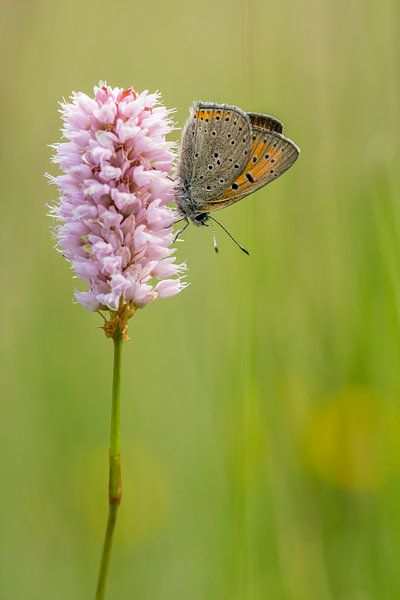 Brauner Schmetterling auf einer Natternwurzel bei Sonnenaufgang von Thijs van den Burg