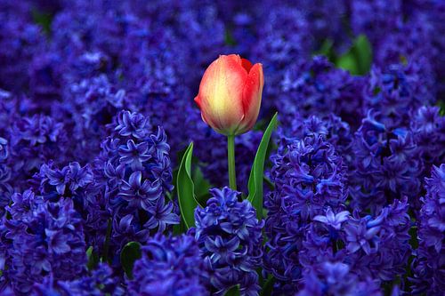 Bloemen van Nederland. Rode tulp tussen paarse hyacinten