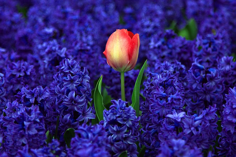 Flowers of the Netherlands. Red tulip between purple hyacinths by Discover Dutch Nature