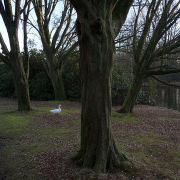 Stadtpark Groningen (Niederlande) von Marcel Kerdijk