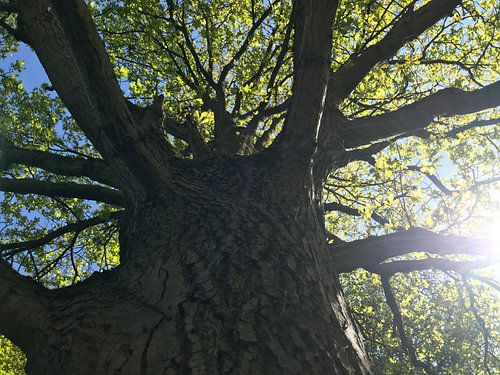 Ent