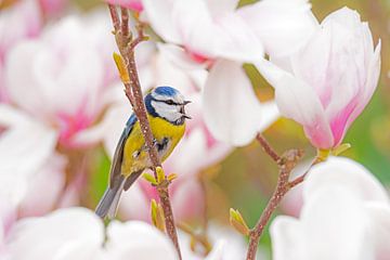 Blue tit in a magnolia in bloom by ManfredFotos