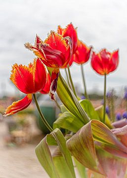 Rote Tulpen auf dem Feld von Marly De Kok