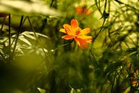 Yellow and green
