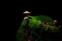 paysage en miniature