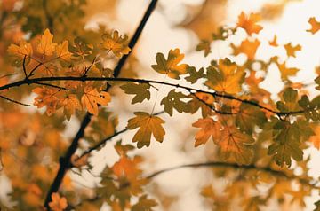 Herbstblätter von Lisa Bouwman