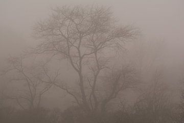 On a foggy Day in the Forest van AudFocus - Audrey van der Hoorn