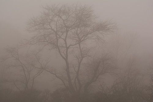Un jour de brouillard dans la forêt