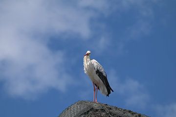 White Stork resp.Ciconia ciconia in Village of Bergenhusen,Stork Colony in Schleswig-Holstein,German by Peter Eckert