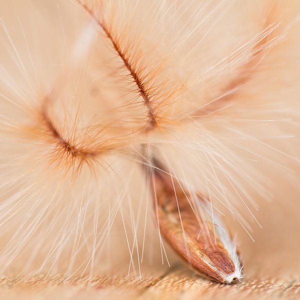 fluff by Klaartje Majoor