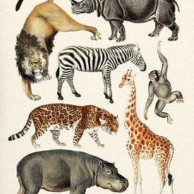 Safari Dieren Collectie van Gal Design