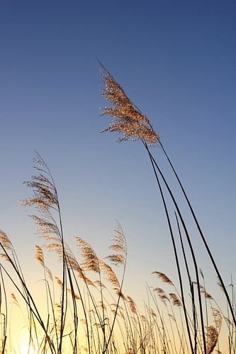 Im Winterlicht von Ostsee Bilder