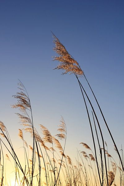 Im Winterlicht van Ostsee Bilder