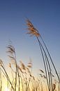 Im Winterlicht by Ostsee Bilder thumbnail
