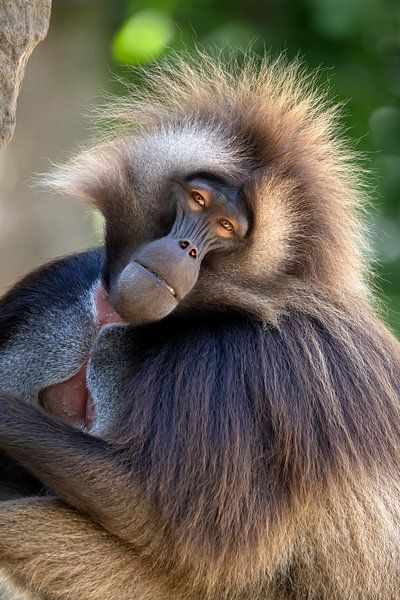 Gelada van Edwin Butter