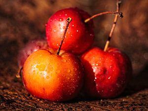 Mini Äpfel von Rob Boon